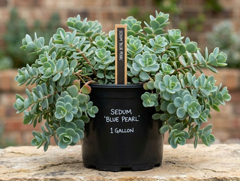 Succulents-cac – NNplant