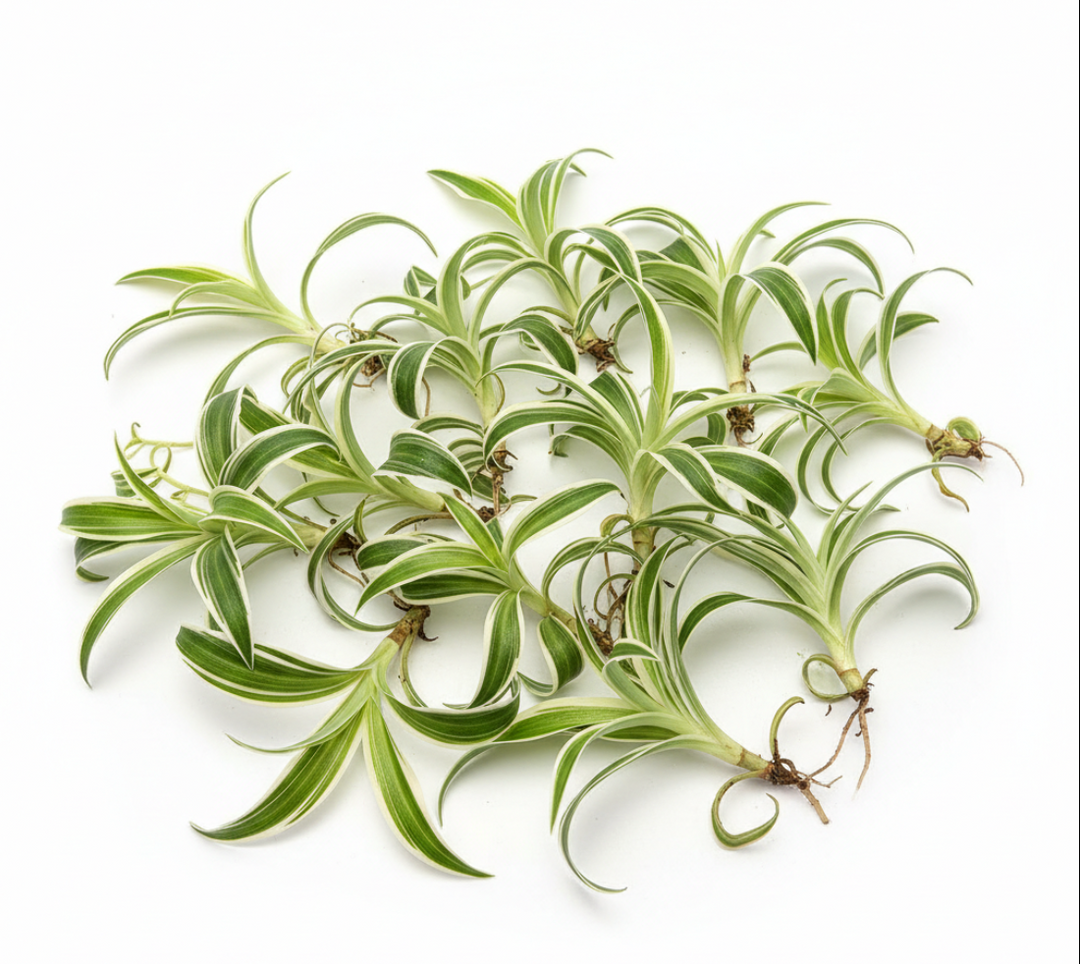 Best sale – NNplant