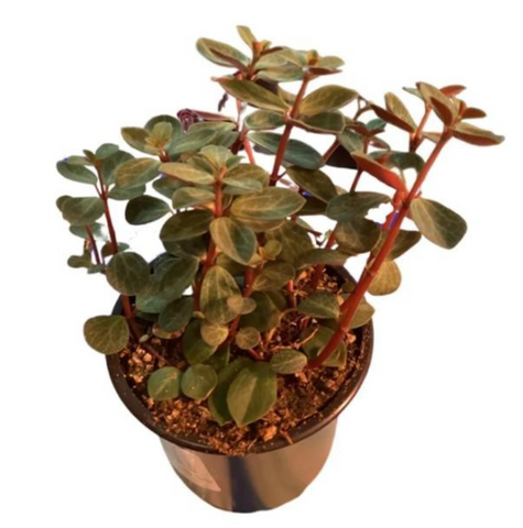 japonica succulent Peperomia Japonica Plant 6 inches Peperomia Low Maintenance Live plant –  NNplant