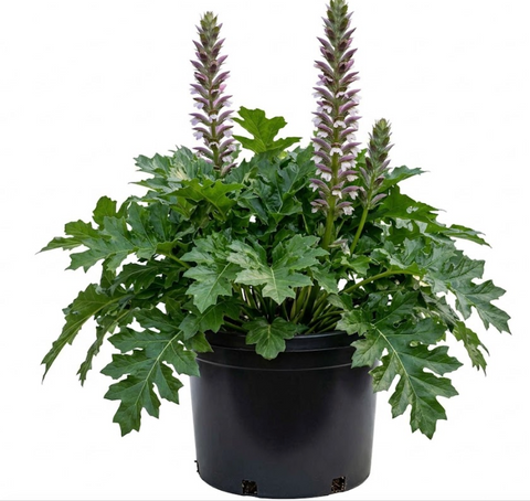 Best Sellers – NNplant