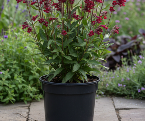 All Plants – NNplant