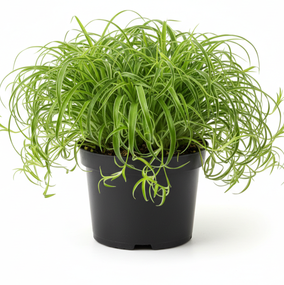 spider plant hedge Spider Green Grass Ground coverEdge Hedge Chlorophytum Live plant 4 in –  NNplant