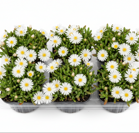 succulent ground cover with white flowers Lampranthus White Perennial Mesembryanthemum Palnt Groundcovers – NNplant