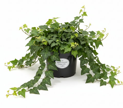 green ivy house plant Ivy Green Asst Hedera Helix Plant The Common English – NNplant