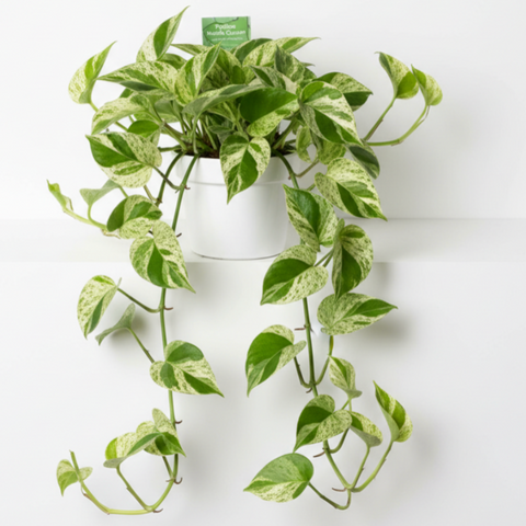 striped pothos plant Epipremnum aureum Pothos Marble 4