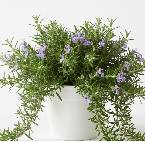Rosmarinus Off Prostratus 4 inches pot Creeping Rosemary live plant Ht7