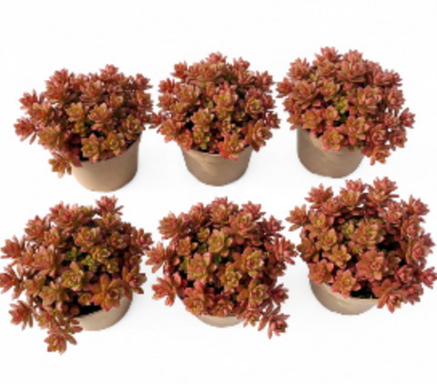 dragons blood succulent Sedum Dragons Blood Plant 6 Packs Of 2 Inches Pot Caucasian Stonecrop – NNplant