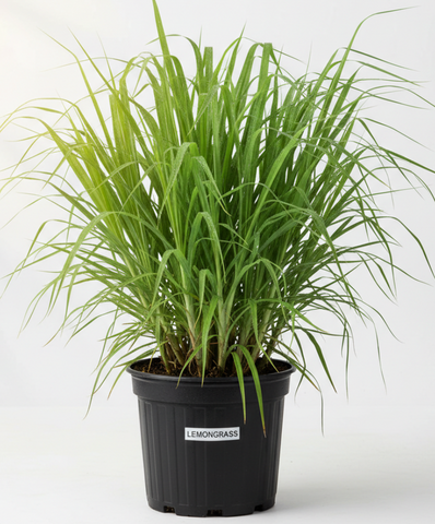 lemongrass house plant White Lemongrass Organic 1 Gallon Ht7 Lemon Grass Edible Vegetable Mos –  NNplant