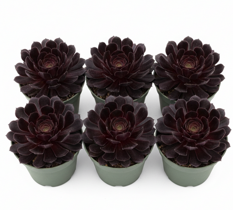 black rose succulent Aeonium Black Rose Moyal Purple 6 Packs Of 2 Inches Arboreum Tree Succ –  NNplant
