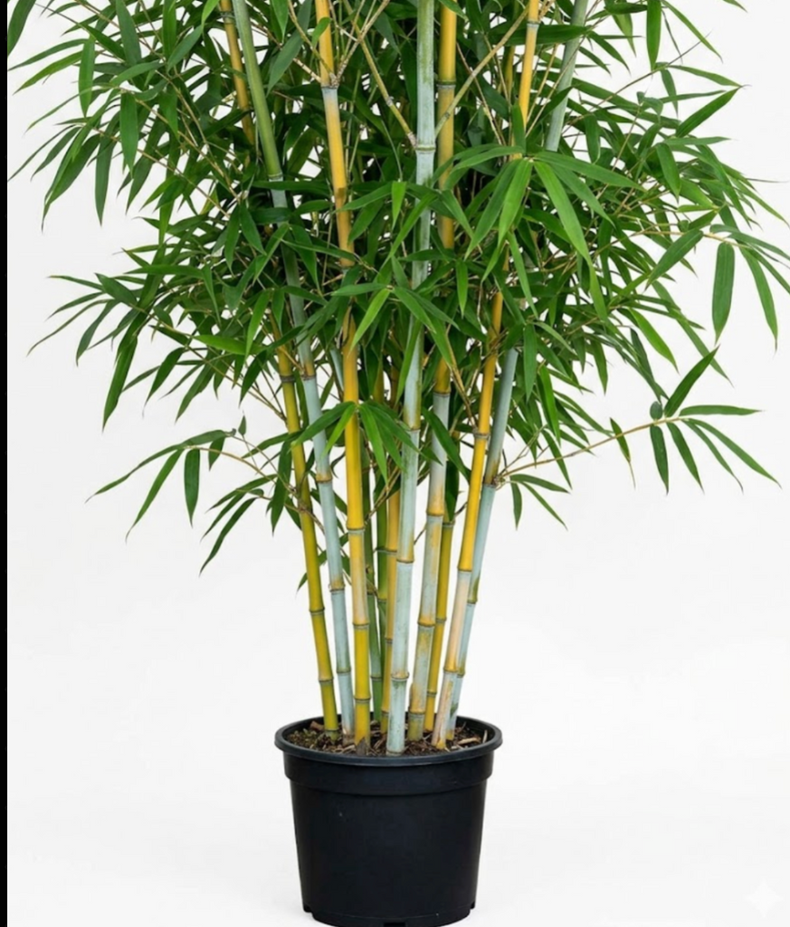 chinese bamboo indoor plant Yellow Glaucous Bamboo 1 Gallon Golden Chinese Phyllostachys Viridiglaucescens Tree Live Plant Ht7