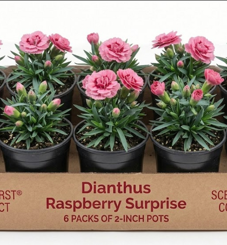 Dianthus Raspberry Surprise 6 Packs Of 2 Inches Pot Carnation Pink Liv –  NNplant