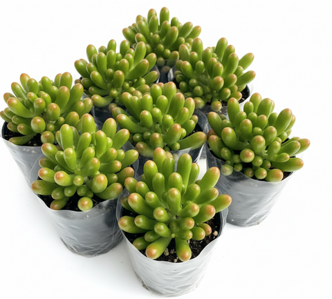 elephant foot plant succulent Crassula Gollum Jade 6 Packs Of 2 Inches Elephant Foot Jade succulent –  NNplant