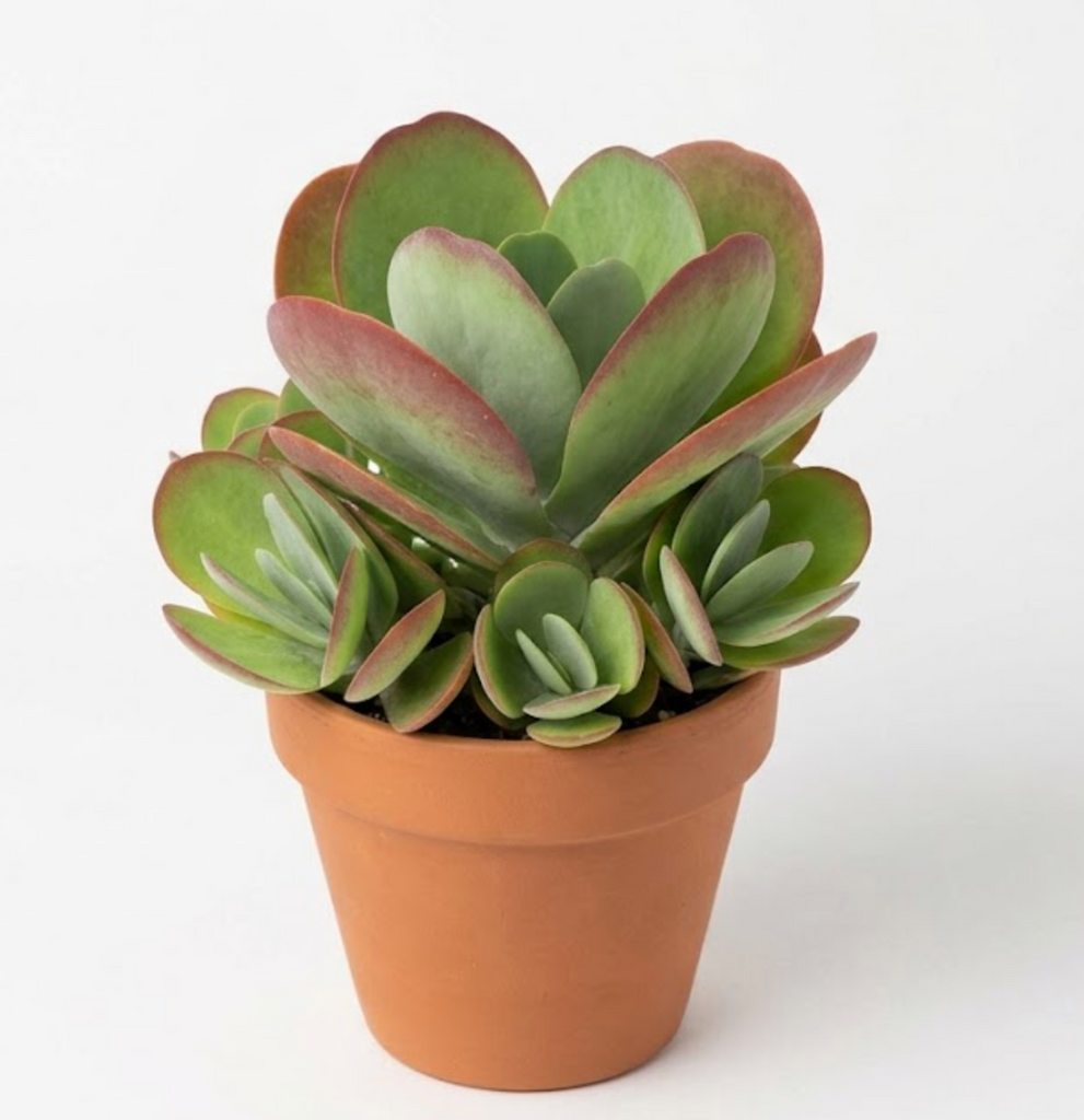 succulent tongue Kalanchoe Thyrsiflora 6 inches pot Paddle Flapjacks Dog Tongue Herbace – NNplant