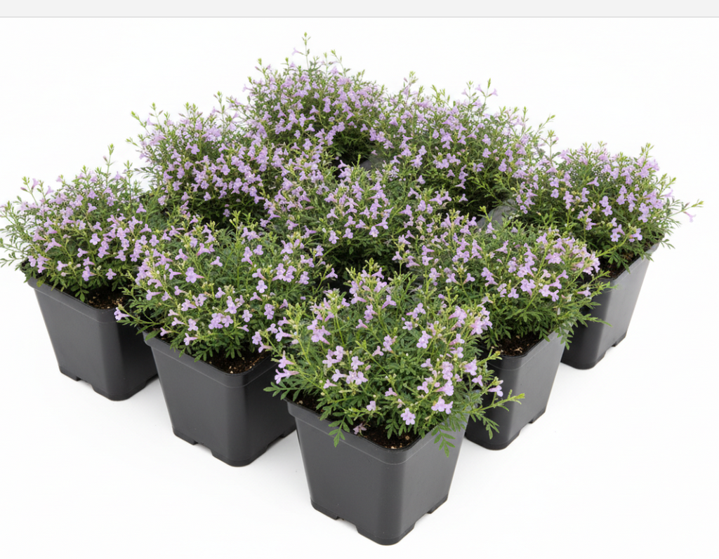 cuphea lavender plant Cuphea Hyssopifolia Lavender Lace 12 packs of 2inches pot False Heathe –  NNplant