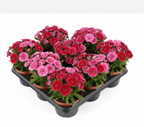 Flowers & Roses – NNplant