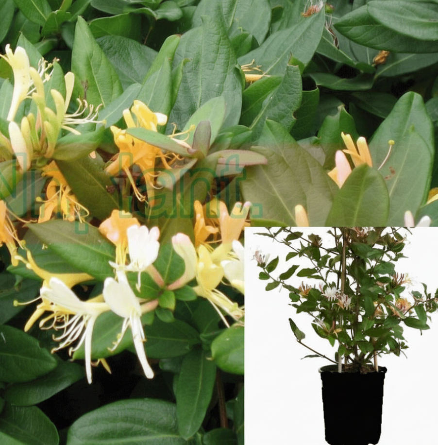 Lonicera Japanese Halliana 1 Gallon Ht7 Hall Yellow Honeysuckle Japane ...