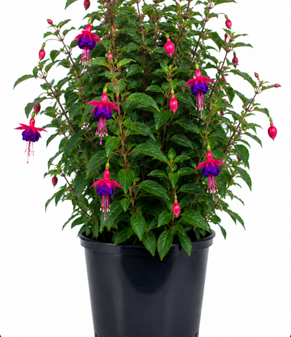 hanging plant with pink and purple flowers Fuchsias Hallen 1 Gallon Ht7 Red Handing Rose Flower White Pink Red Pu – NNplant