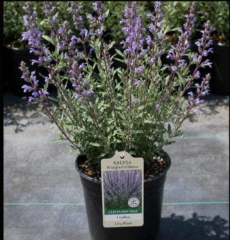 one gallon lavender plants Salvia Winifred Gilman 1 Gallon Cleveland Sage Flower Live Plant Bush –  NNplant