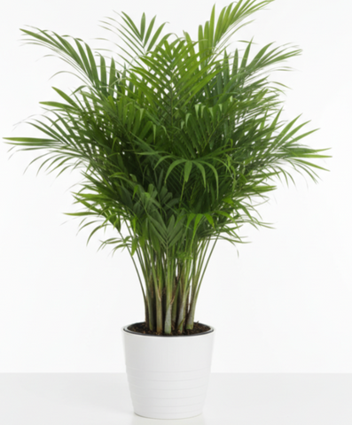areca palm plant dypsis lutescens 4 pot Areca Palms Plant Palm Dypsis Lutescens Butterfly – NNplant