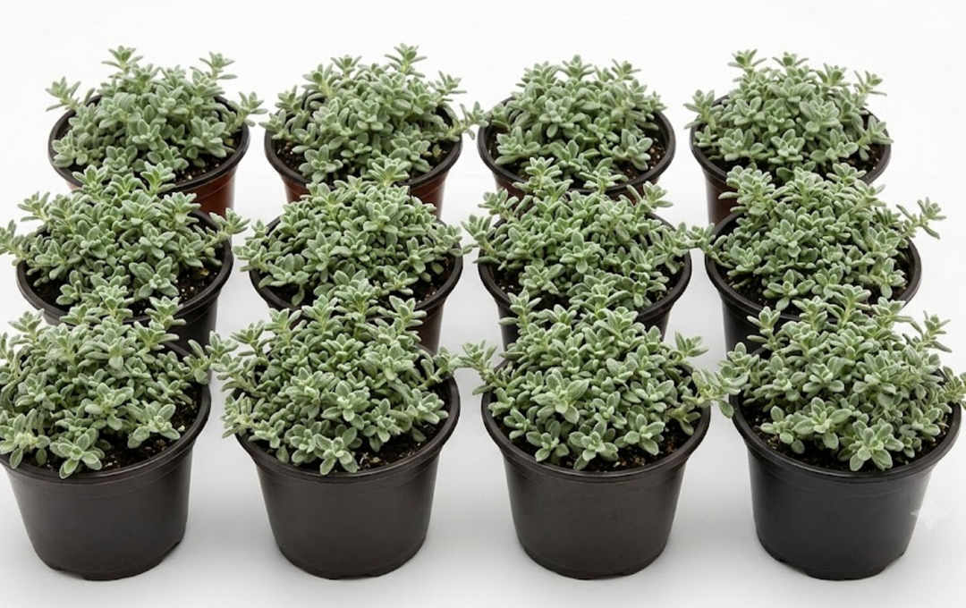 Outdoor- All Plants – NNplant