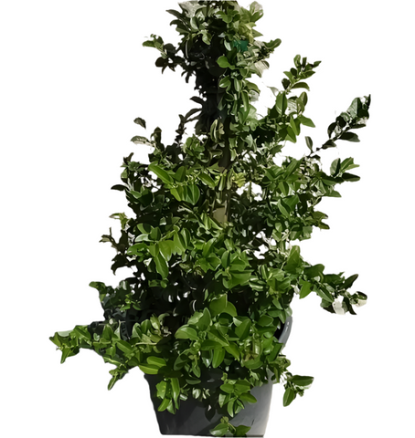 Chaenomeles Hybrid Texas Scarlet 5 Gallon Flowering Quince Orange Red Live Plant Ht7