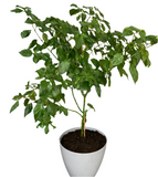 Pepper Scorpion 6inches Trinidad Plant Capsicum Chinense Veggies Live Plant Pr7