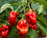 Pepper Scorpion 6inches Trinidad Plant Capsicum Chinense Veggies Live Plant Pr7