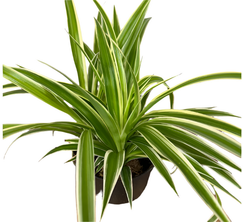Spider Variegated Plant 4 inches Chlorophytum Comosum succulent Live Plant Ht7