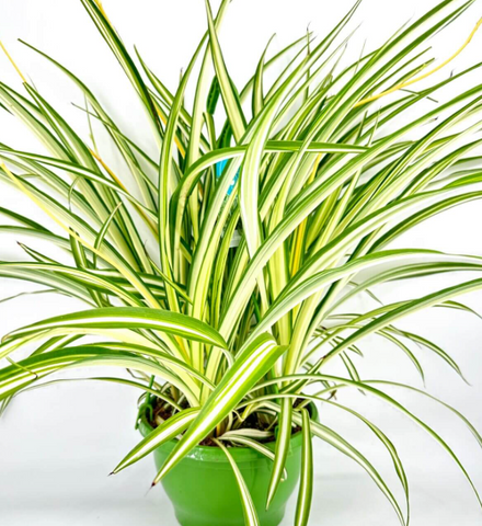 Reverse Variegated Spider Plant 4 inches white soft  Chlorophytum Comosum succulent Live Plant Ht7