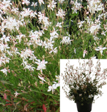 Gaura Sparkle White Plant 4Inches Pot Lindheimeri Live Plant P Ground Cover Ht7