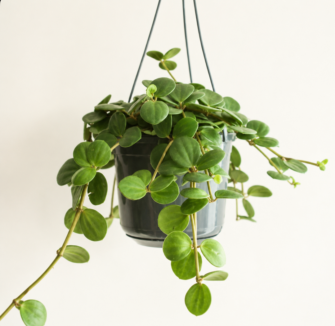 Succulents-cac – Tagged 