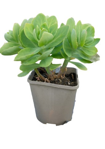 Hylotelephium Spectabile 1 Gallon Ht7 Plant Showy Stonecrop Succulent Live Plant Ht7