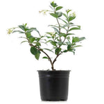 Jasminium Polyanthum 1Gallon Jasminum Polyanthum Staked 1Gallon Great Fume Flower White Jasmine Pink Jasmine Live Plant Fr7 Gg7 Mr7