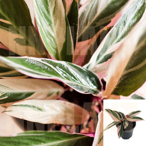Stromanthe Triostar 6Inches Plant Never Never Plant Tropical Perennial Live Plant Ht7