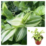 yew White Variegated yew 4Inches Pot Plant Wandering yew Plant Tradescantia Fluminensis Variegata White Live Plant Ht7