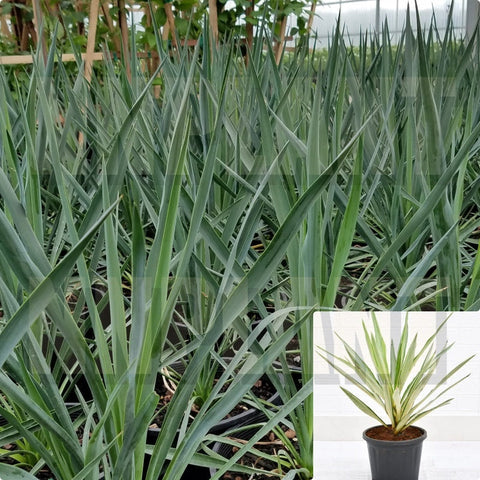 Yucca Blue Sentry 3Gallon Blue Sentry Adam Needle Plant Perennials Live Plant Hht7