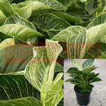 Philodendron Birkin Plant Philodendron White Wave 1 Gallon Premium Houselive Plant Ht7