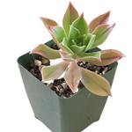 Aeonium Leucoblepharum Agavaceae Drought Tolerant 4Inches Green Black Rose Pot Houseplant Succulent Drought To