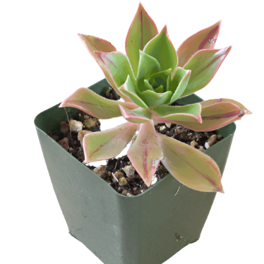 Aeonium Leucoblepharum Agavaceae Drought Tolerant 4Inches Green Black Rose Pot Houseplant Succulent Drought To