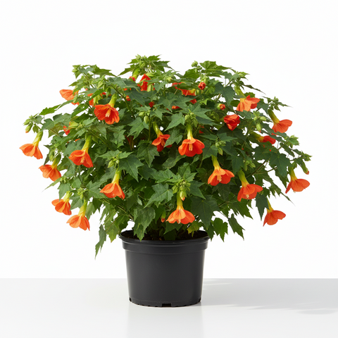 Abutilon Tangerine 1 Gallon Maple Chinese Bellflower Live Plant Pr7 Ht ...