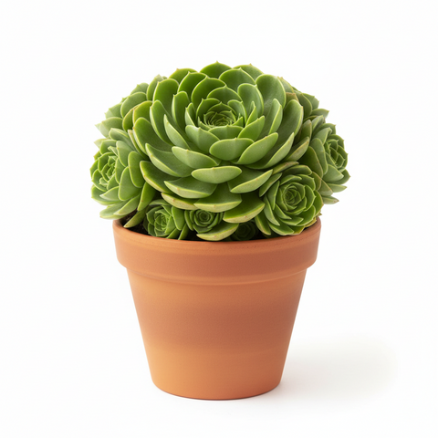 green pinwheel succulent Aeonium Decorum Agavaceae green rossy Pinwheel Fairy Winngs succulent –  NNplant