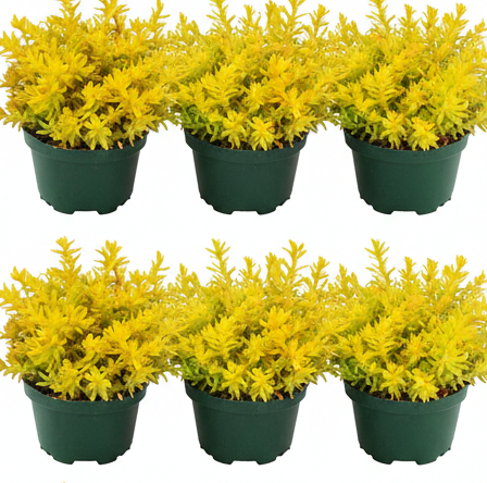 Best Sellers – NNplant