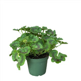 Geranium Ruby Sizzle 1 Gallon Ht7 Plant Geranium Plant Zonal Garden Outdoor Flower Live Pr7