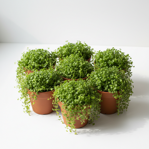 Baby Tears Soleirolia Plant Angels Of Angel Live Plant 6 Packs Of 2 Inches  Pot Ht7