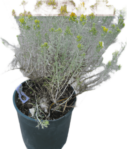 Ericameria Naus Graveolens Green 3 Gallon Plant Rabbitbrush Flower Live Plant Ho7