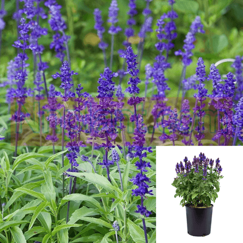 Salvia Rhea Blue 4Inches Pot Houselive Plant Mr7 Inflorescence: Bristly Hairy Racemes Of Multiple Purplish Blue Flowers