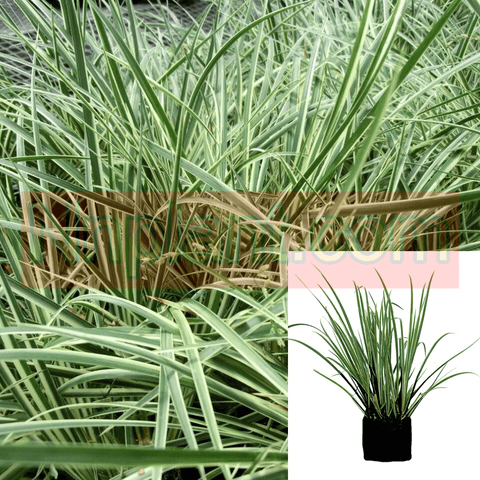 Carex Oshimensis Everest Plant 1Quart Plant Japanese Sedge Plant Grass Live Plant Mr7