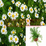 Chamomile Nobile Plant Twelves Packs 12Packs Of 2Inches Pot Roman White Ground Cover Live Plant