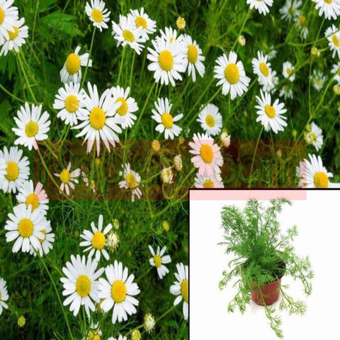Chamomile Nobile Plant Twelves Packs 12Packs Of 2Inches Pot Roman White Ground Cover Live Plant