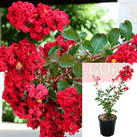 Lag Red Rocket Multi Red 5 Gallon Plant Crape Myrtle Dark Live Plant Fr7
